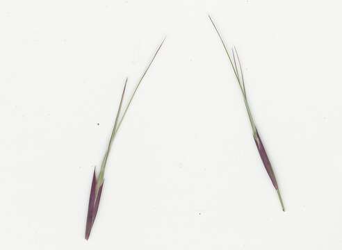 Image of Aristida calycina R. Br.