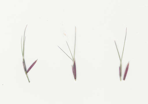 Image of Aristida calycina R. Br.