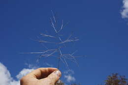 Image of Australian needlegrass