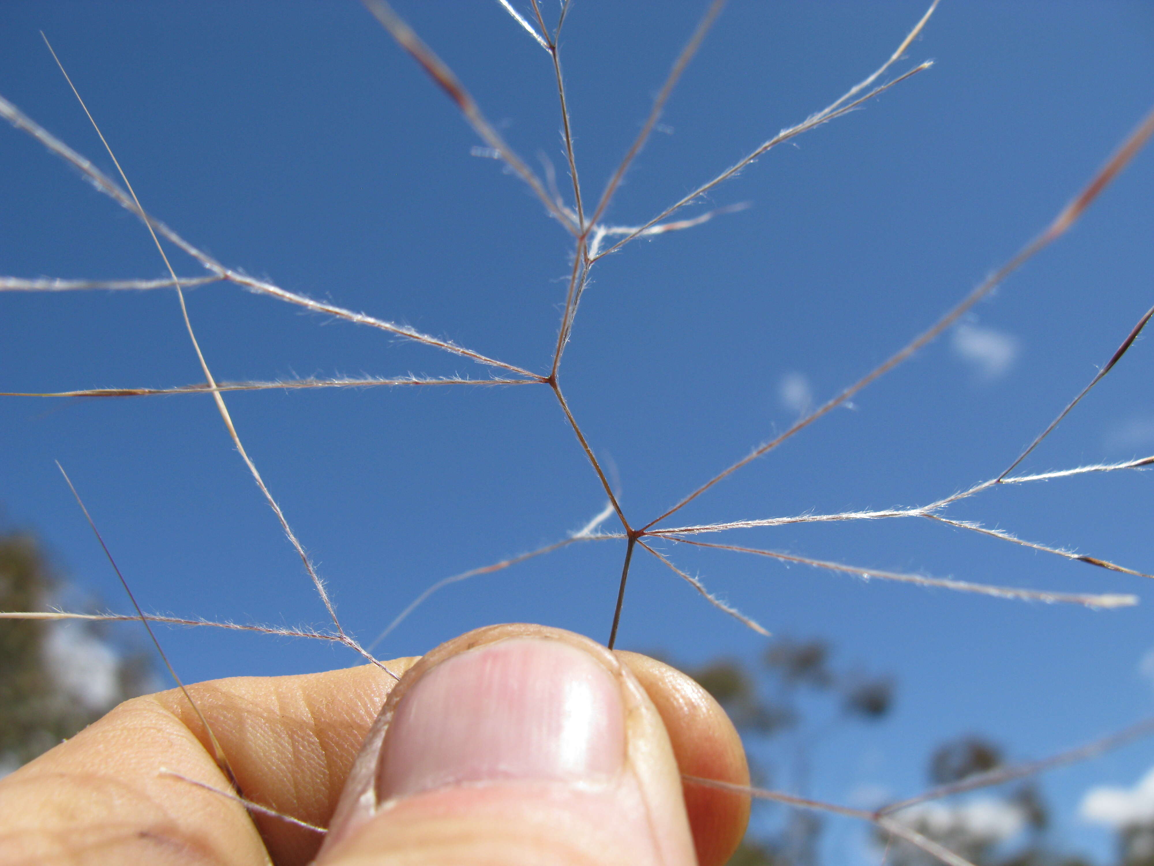 Image of Australian needlegrass