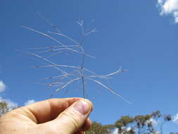 Image of Australian needlegrass