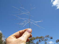 Image of Australian needlegrass