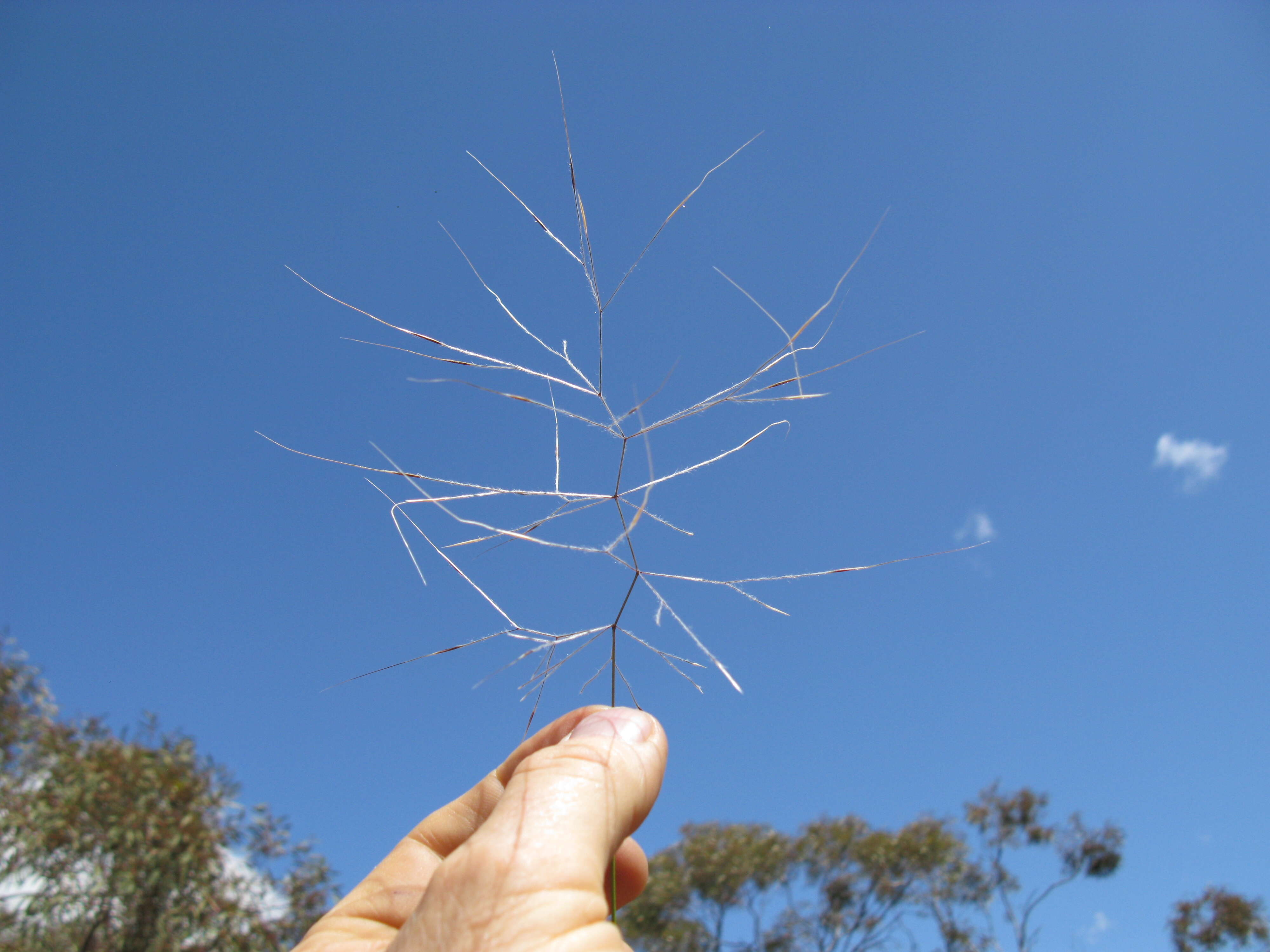 Image of Australian needlegrass