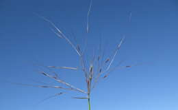 Image of Australian needlegrass