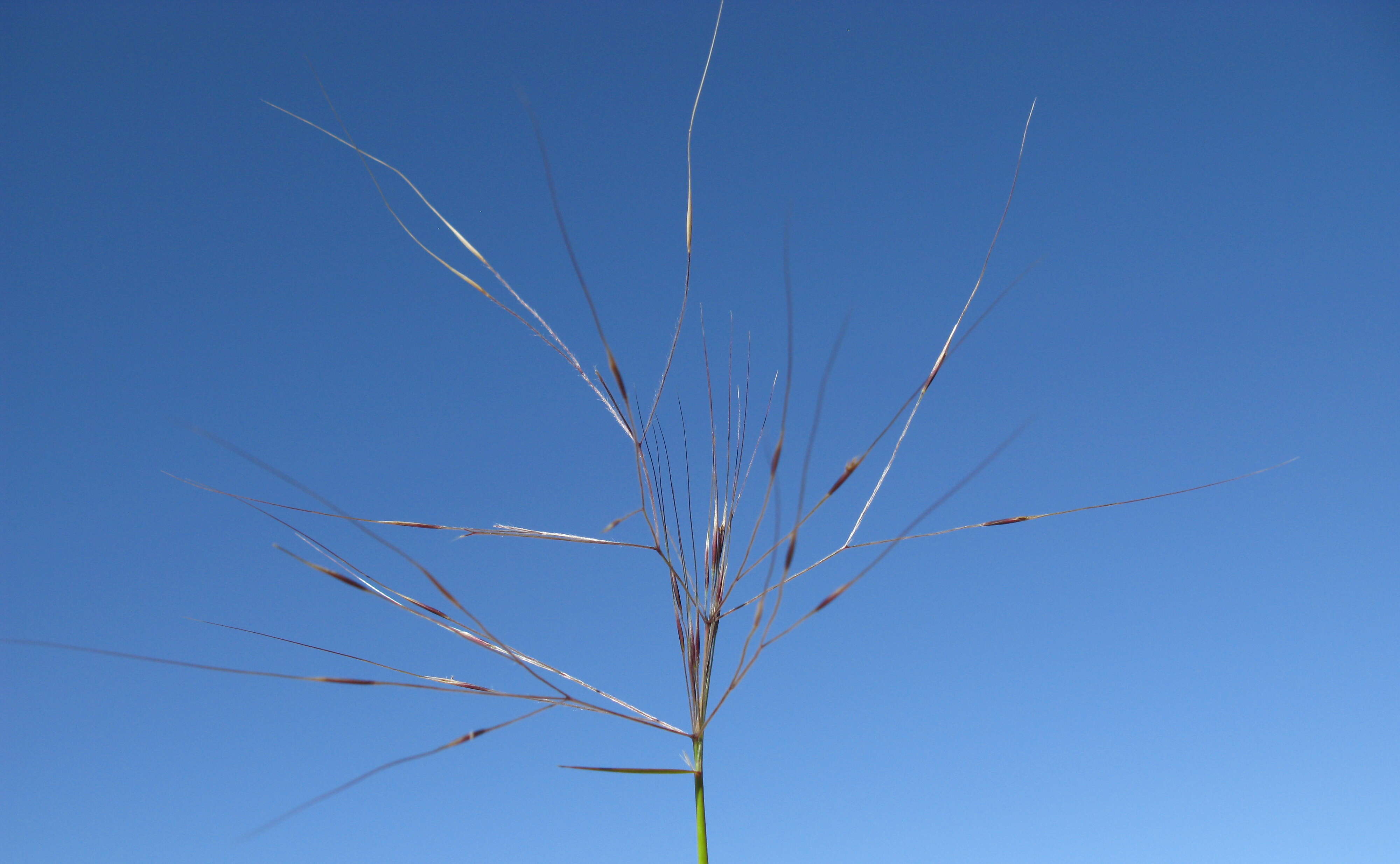 Image of Australian needlegrass