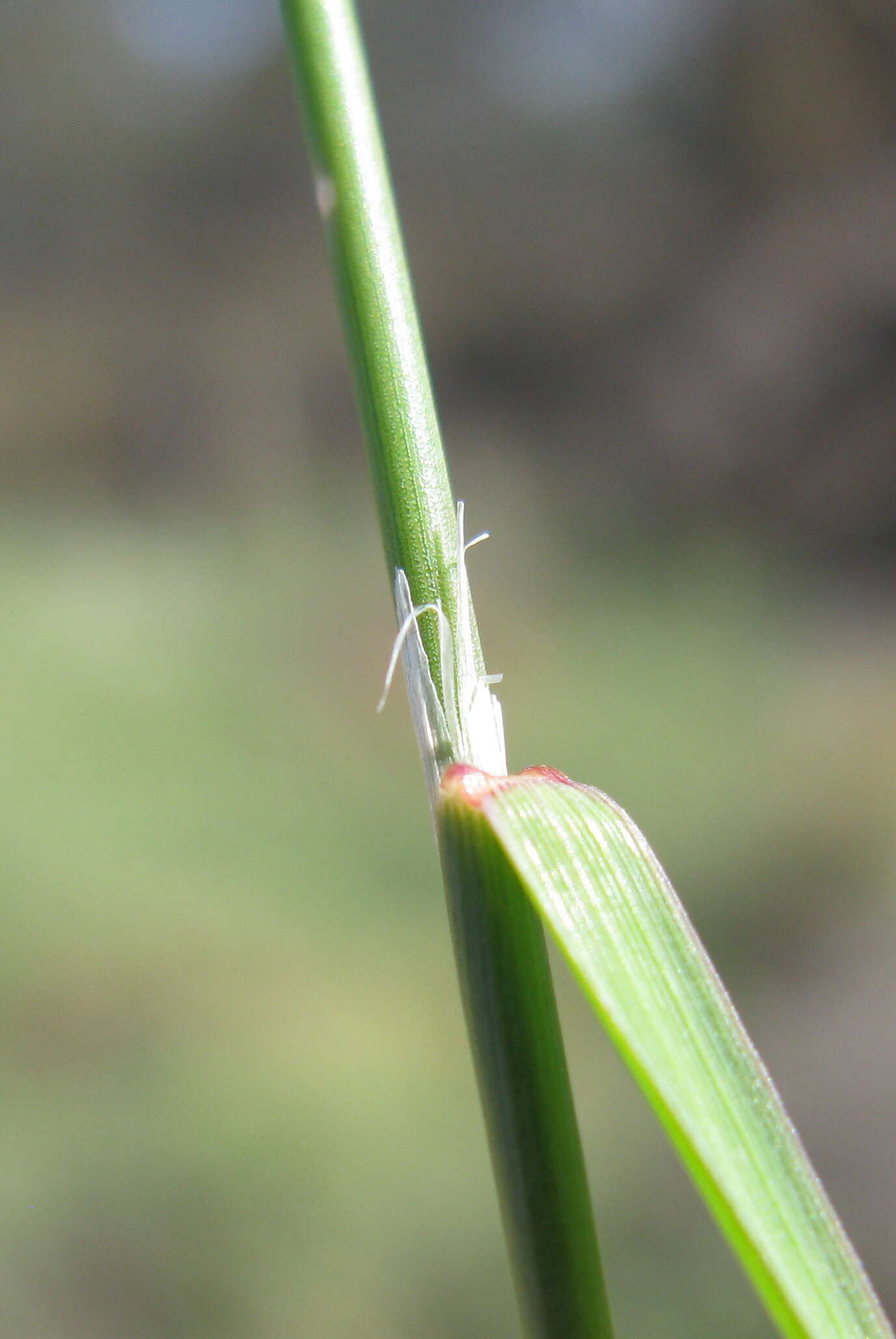 Image of Australian needlegrass