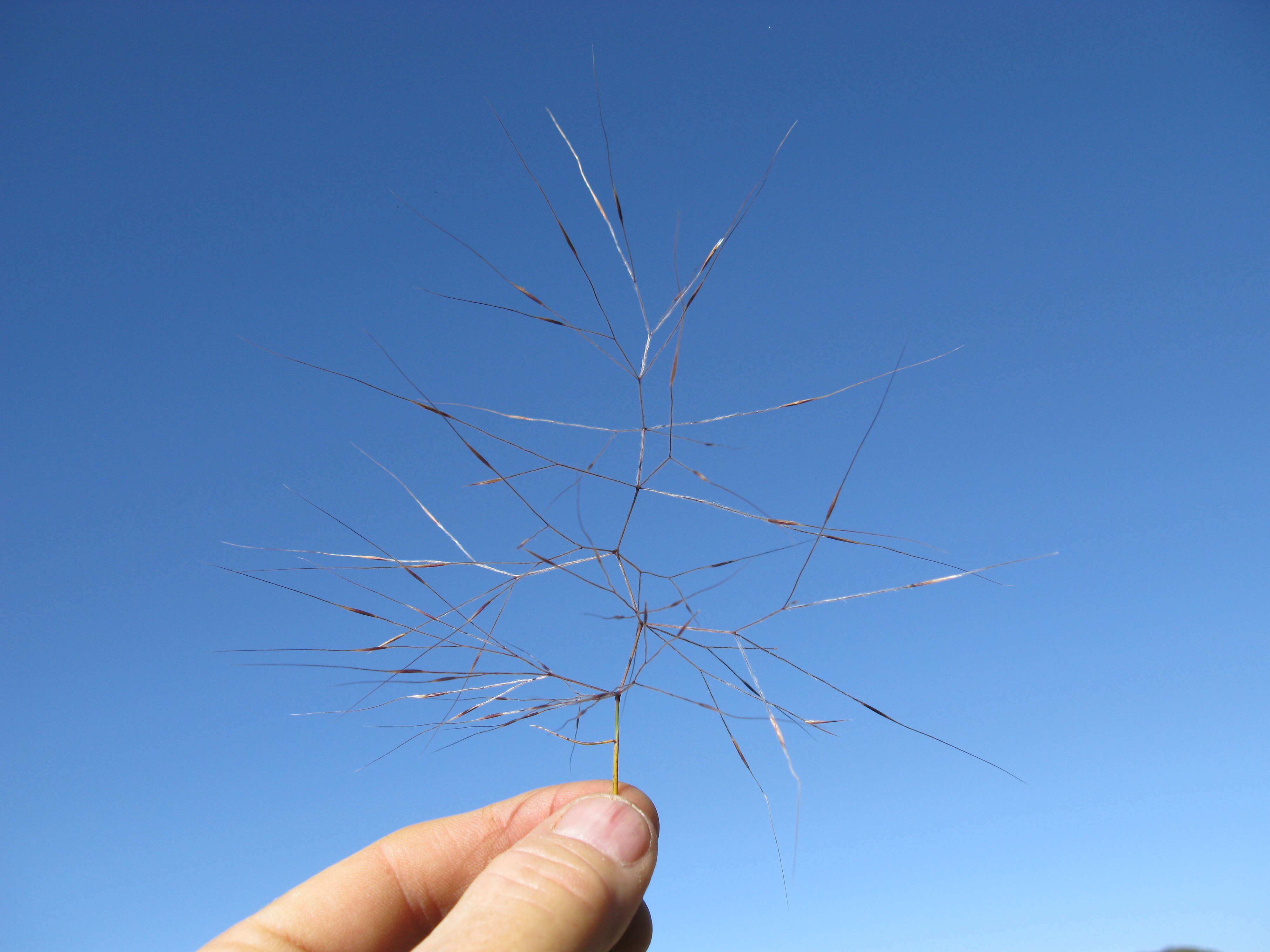 Image of Australian needlegrass