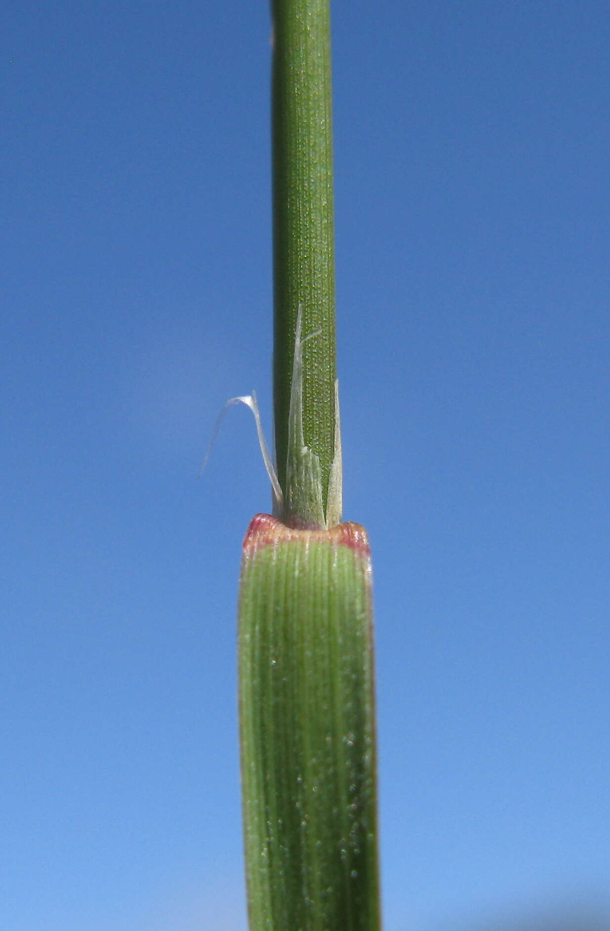 Image of Australian needlegrass