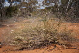 Image of Australian needlegrass