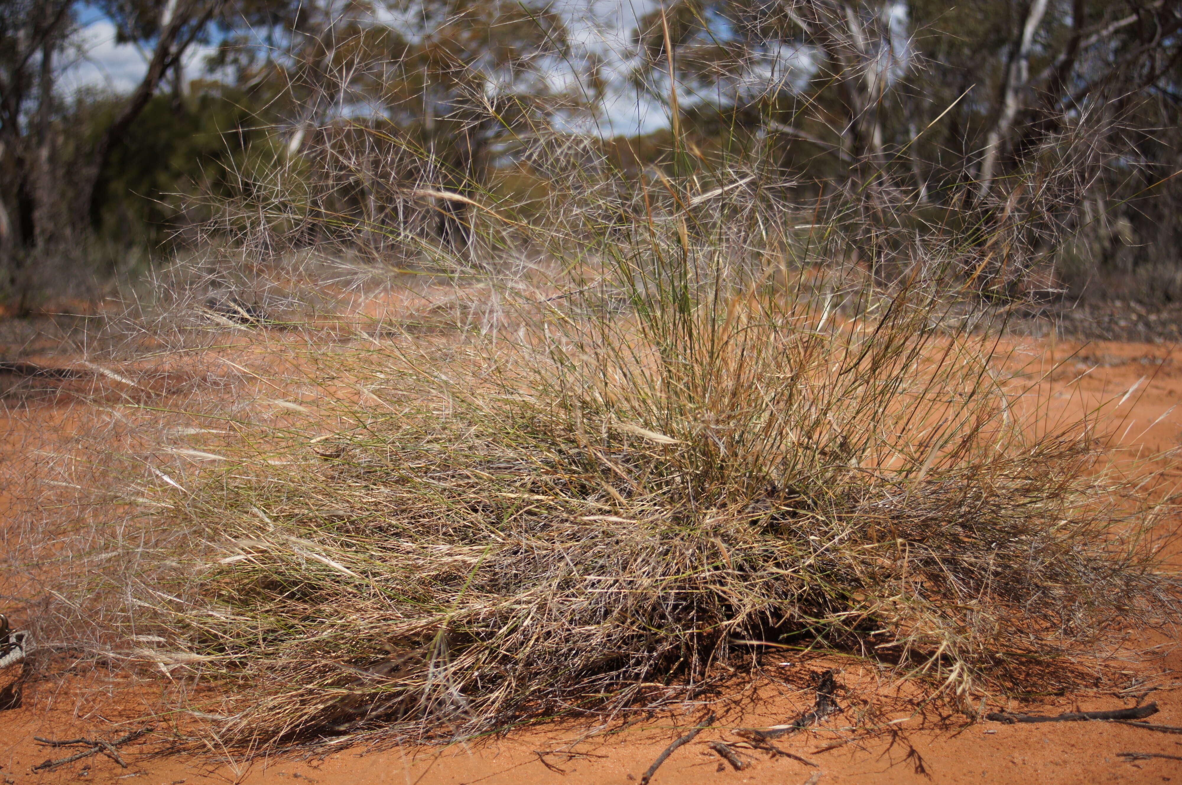 Image of Australian needlegrass