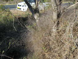 Image of Australian needlegrass