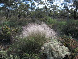 Image of Australian needlegrass