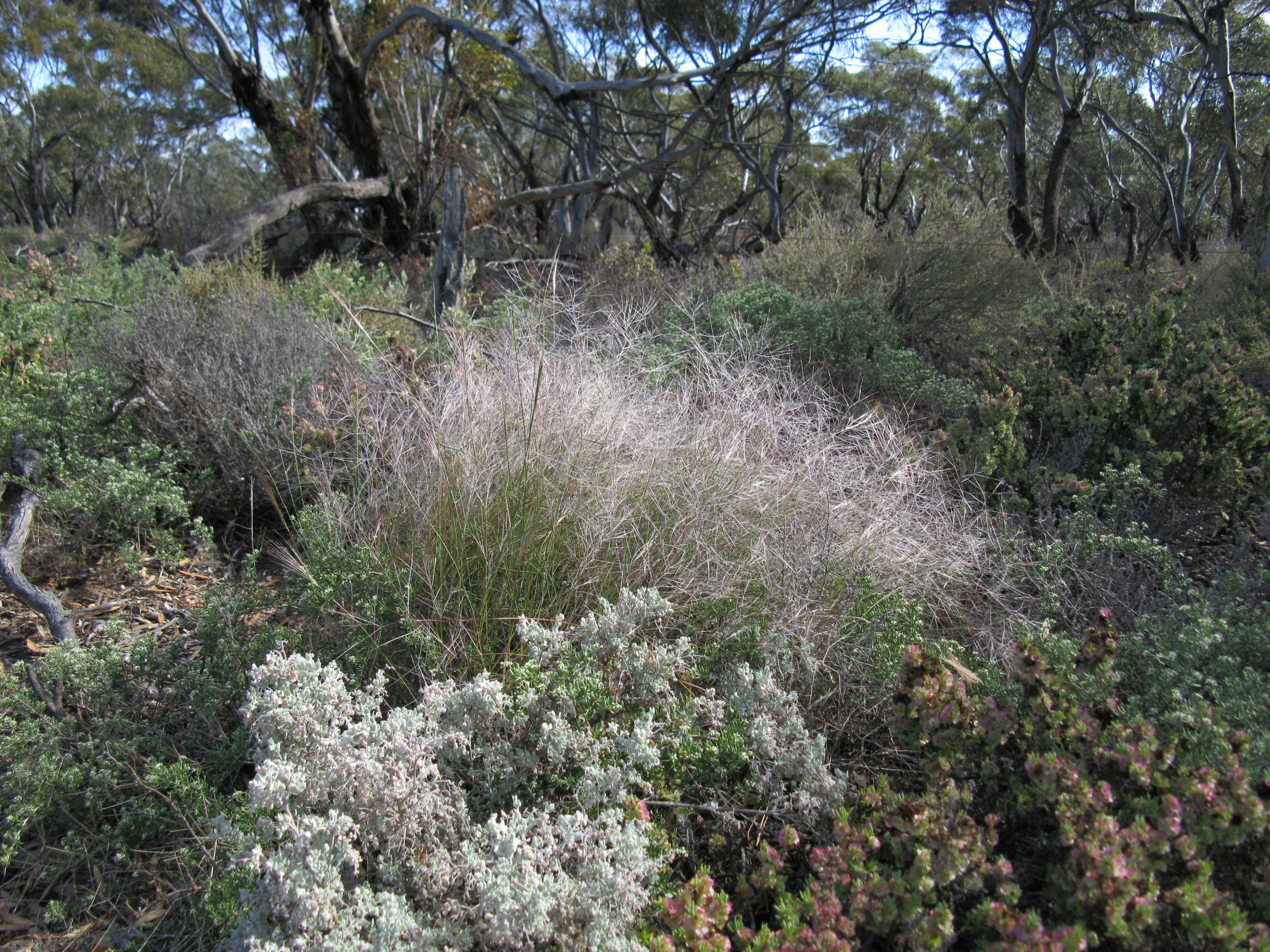 Image of Australian needlegrass