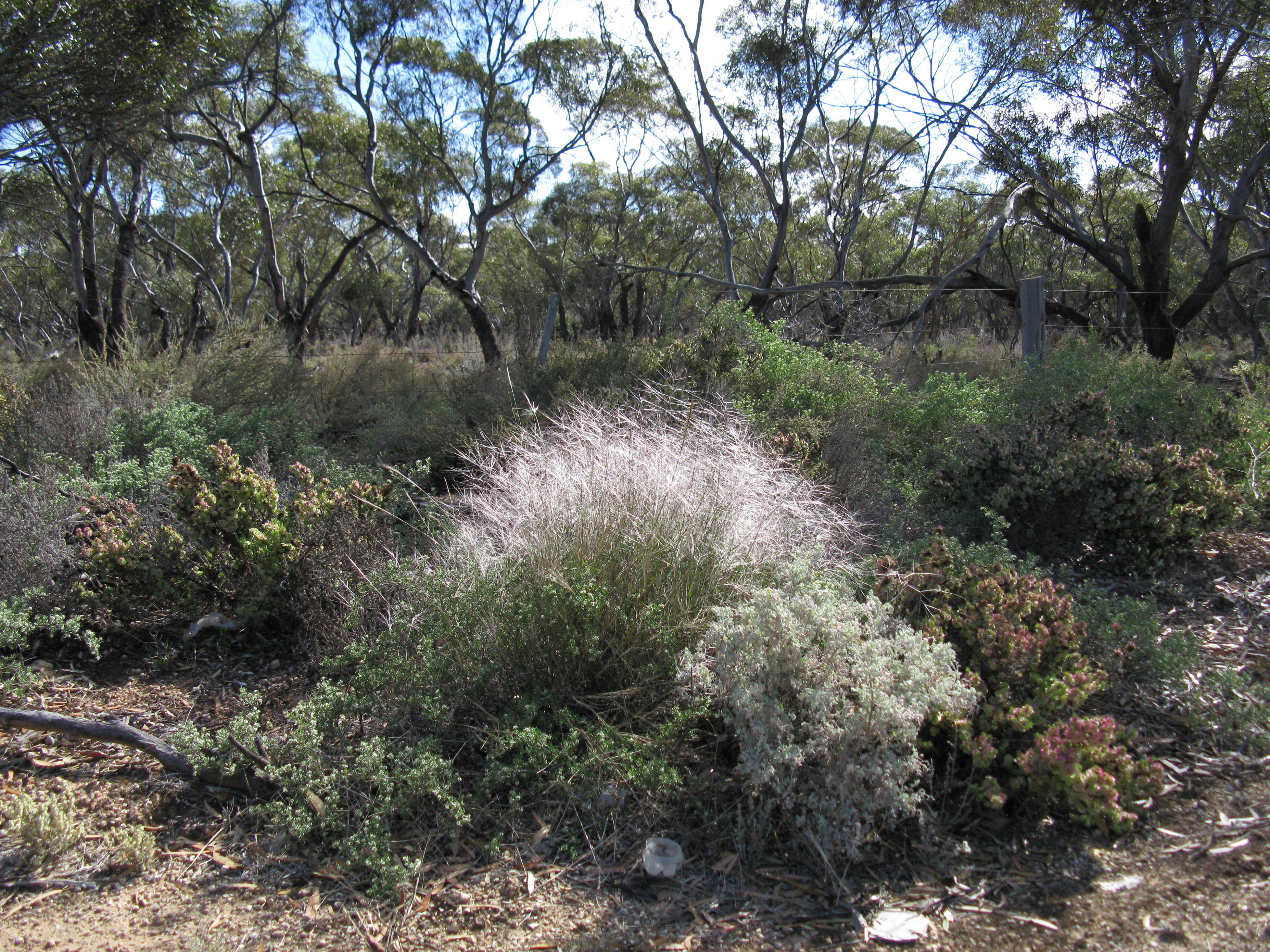 Image of Australian needlegrass