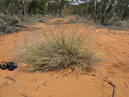 Image of Australian needlegrass