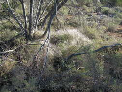 Image of Australian needlegrass