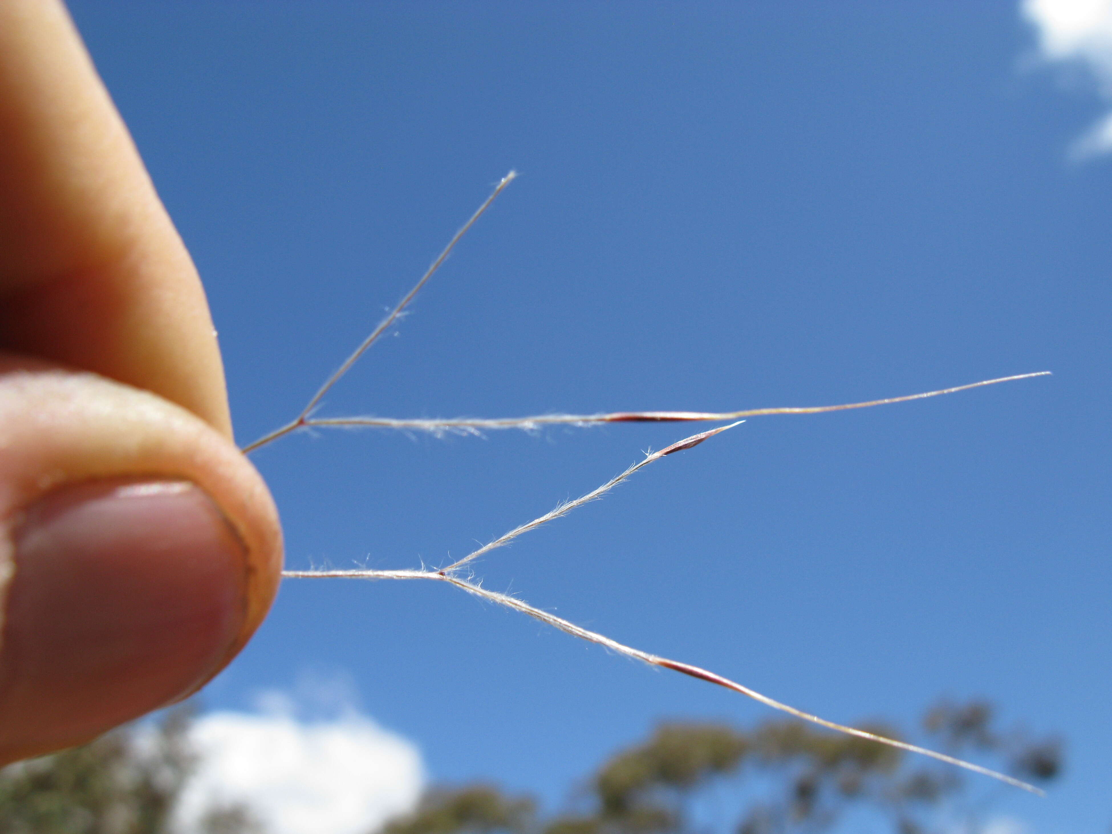 Image of Australian needlegrass