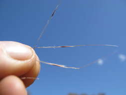 Image of Australian needlegrass