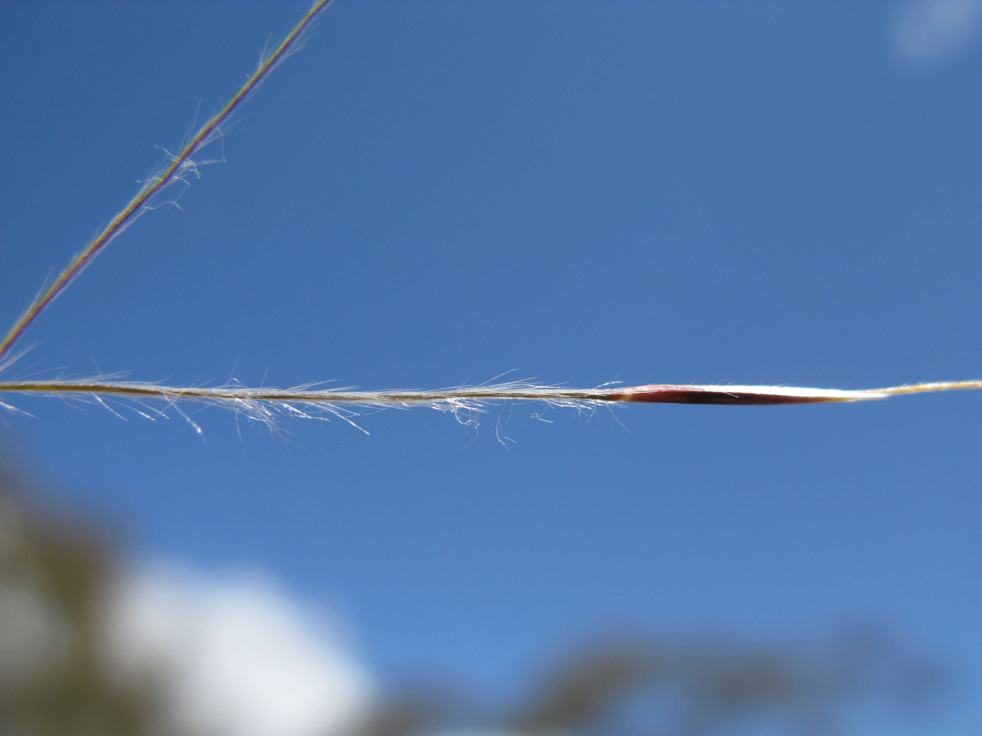 Image of Australian needlegrass