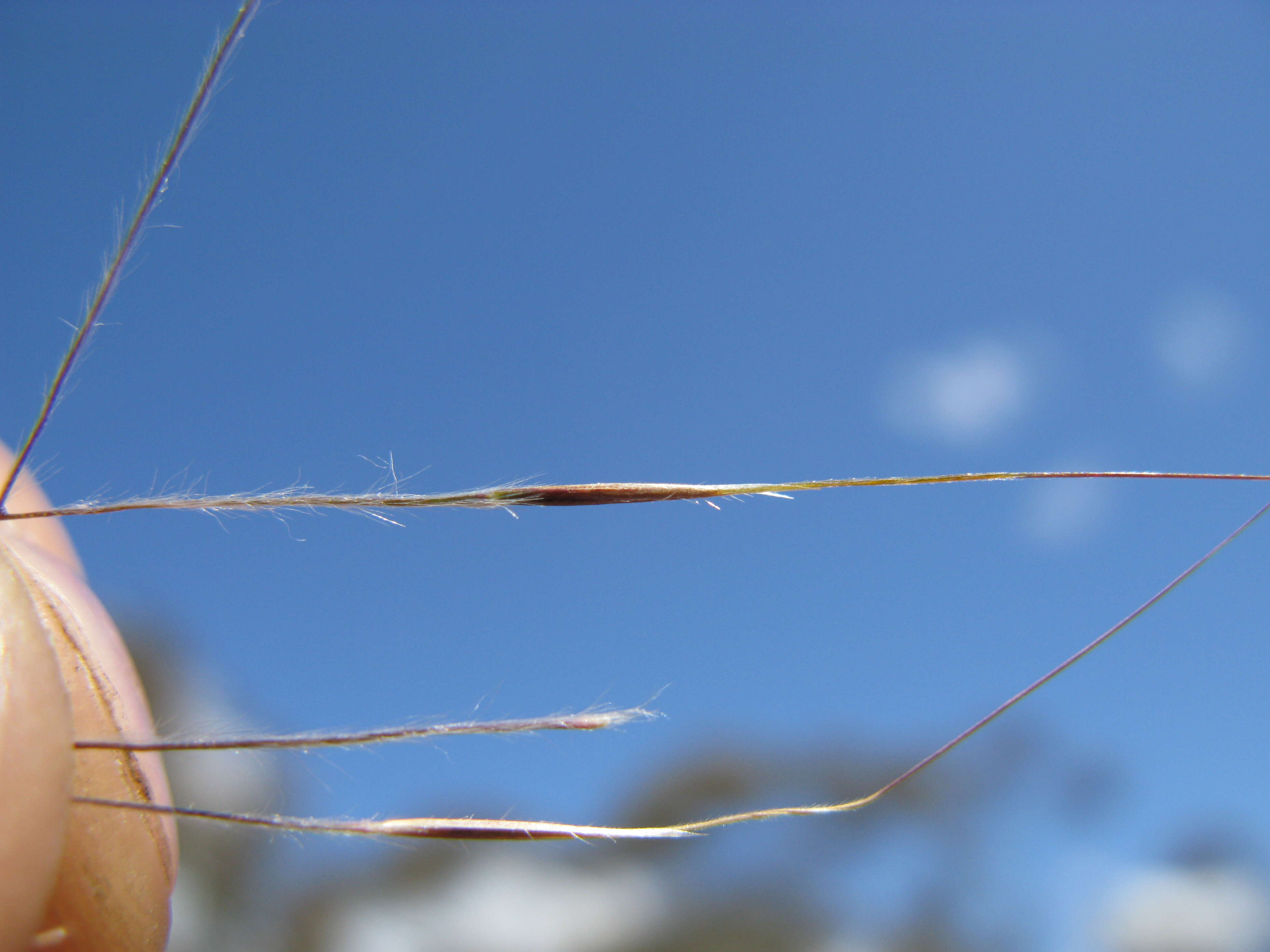 Image of Australian needlegrass