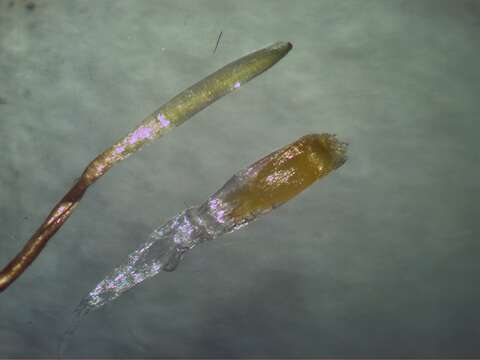 صورة Bothriochloa macra (Steud.) S. T. Blake