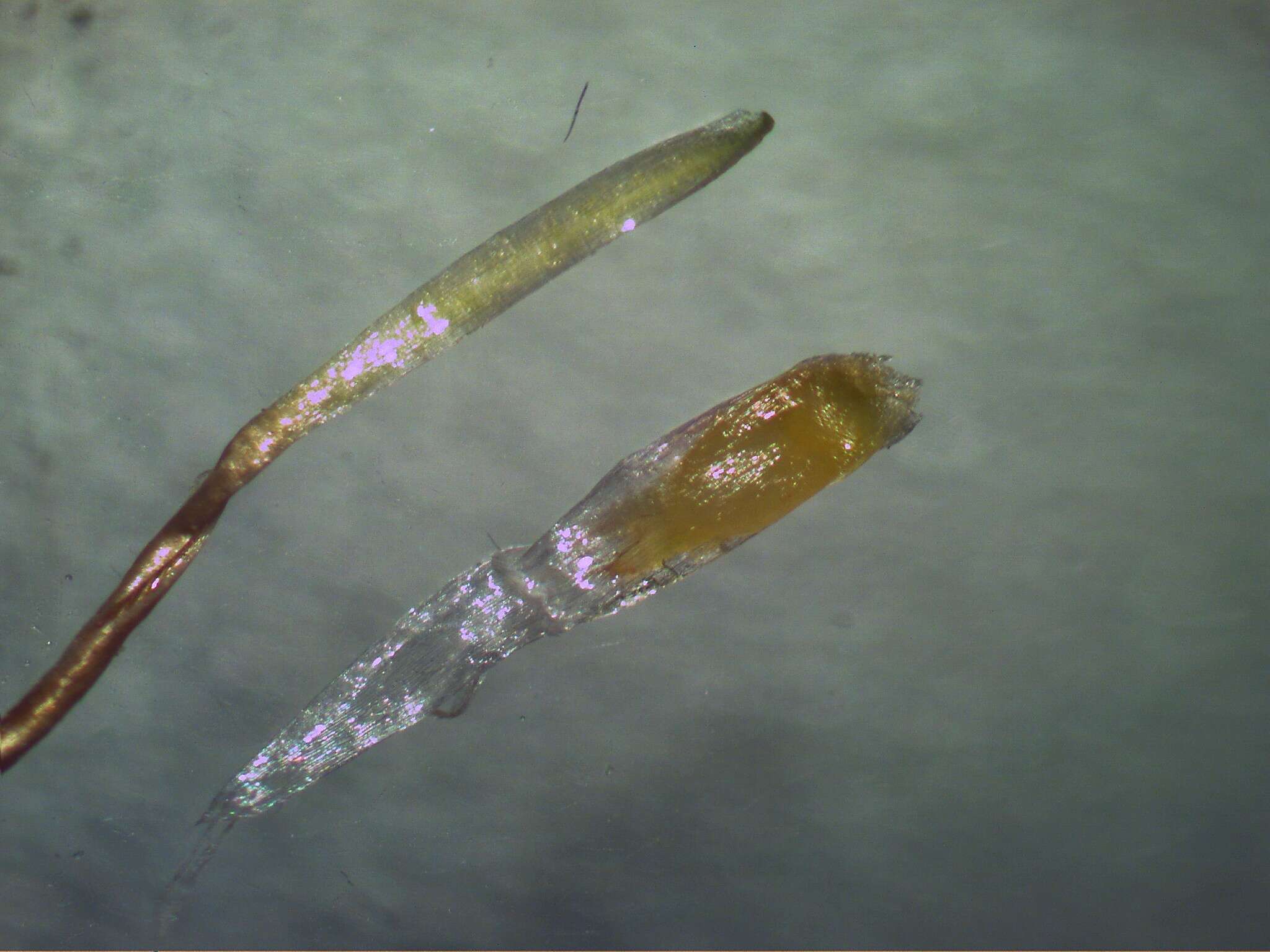 صورة Bothriochloa macra (Steud.) S. T. Blake