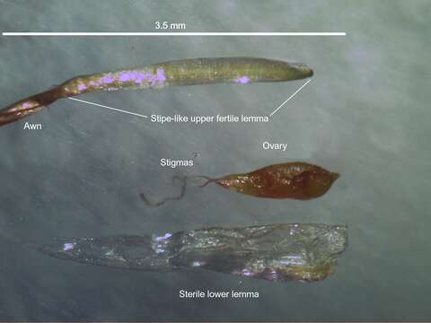 Image of Bothriochloa macra (Steud.) S. T. Blake