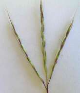 صورة Bothriochloa macra (Steud.) S. T. Blake