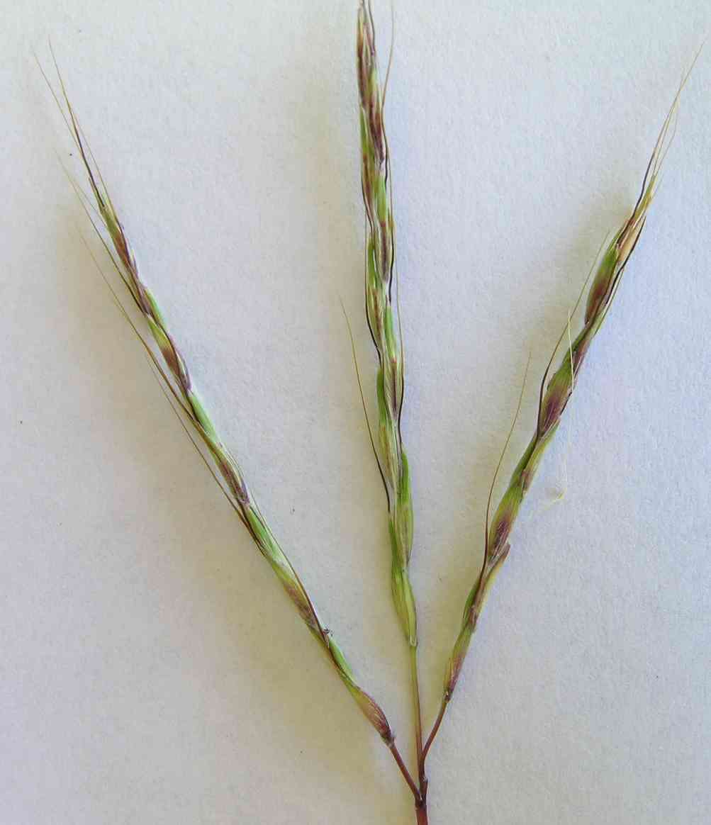 صورة Bothriochloa macra (Steud.) S. T. Blake