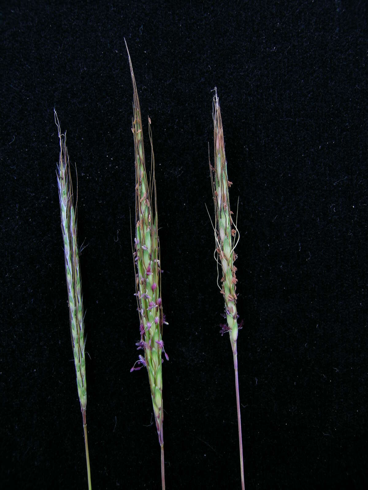 صورة Bothriochloa macra (Steud.) S. T. Blake