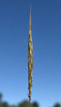 صورة Bothriochloa macra (Steud.) S. T. Blake