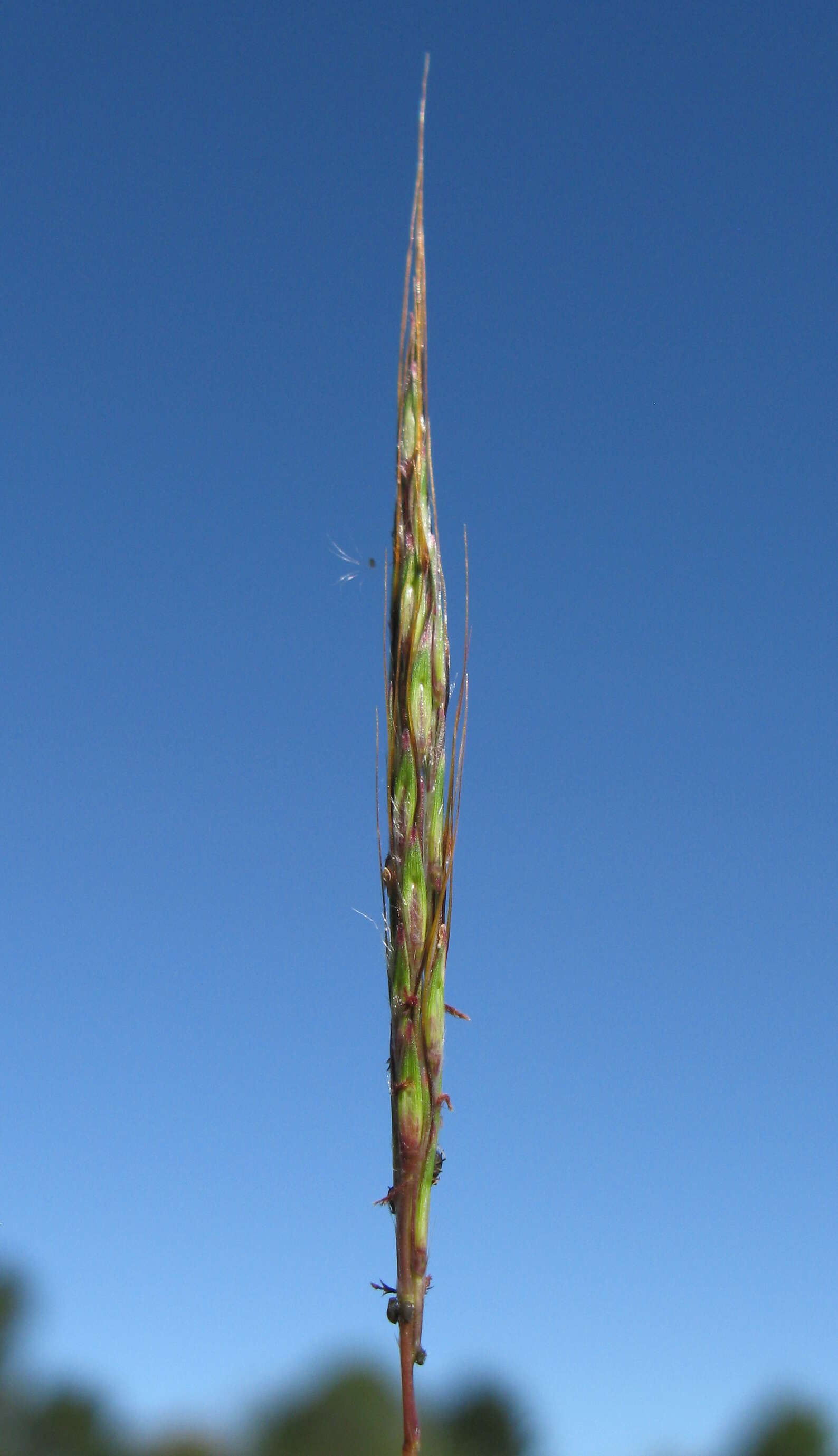 صورة Bothriochloa macra (Steud.) S. T. Blake