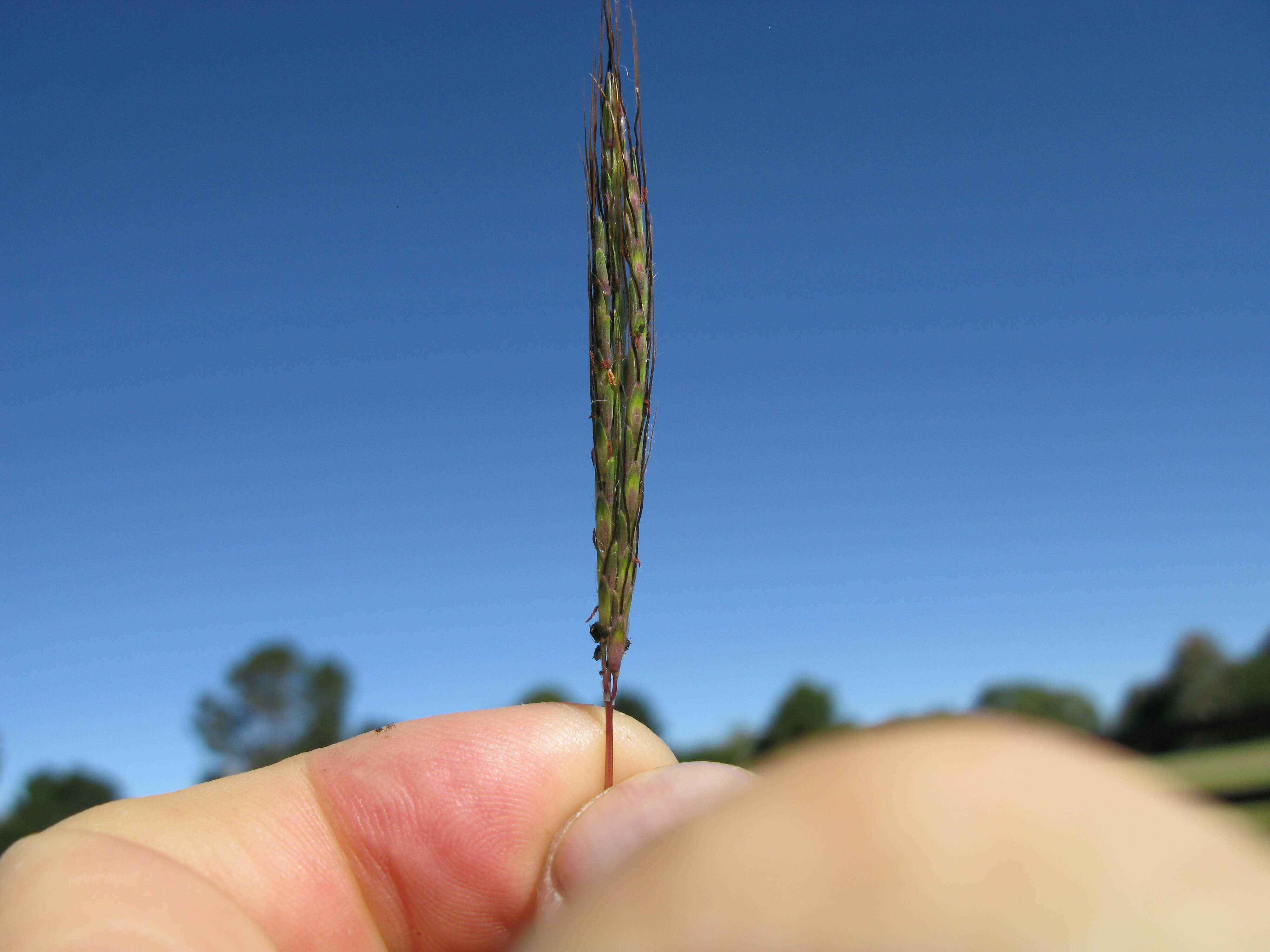 Image of Bothriochloa macra (Steud.) S. T. Blake