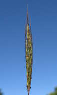 Image of Bothriochloa macra (Steud.) S. T. Blake