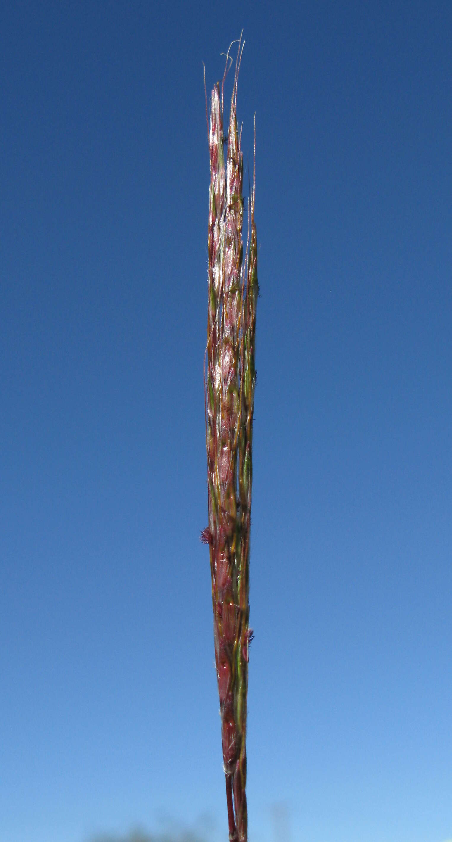 Image of Bothriochloa macra (Steud.) S. T. Blake