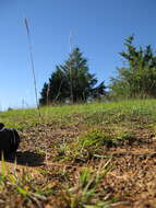 صورة Bothriochloa macra (Steud.) S. T. Blake