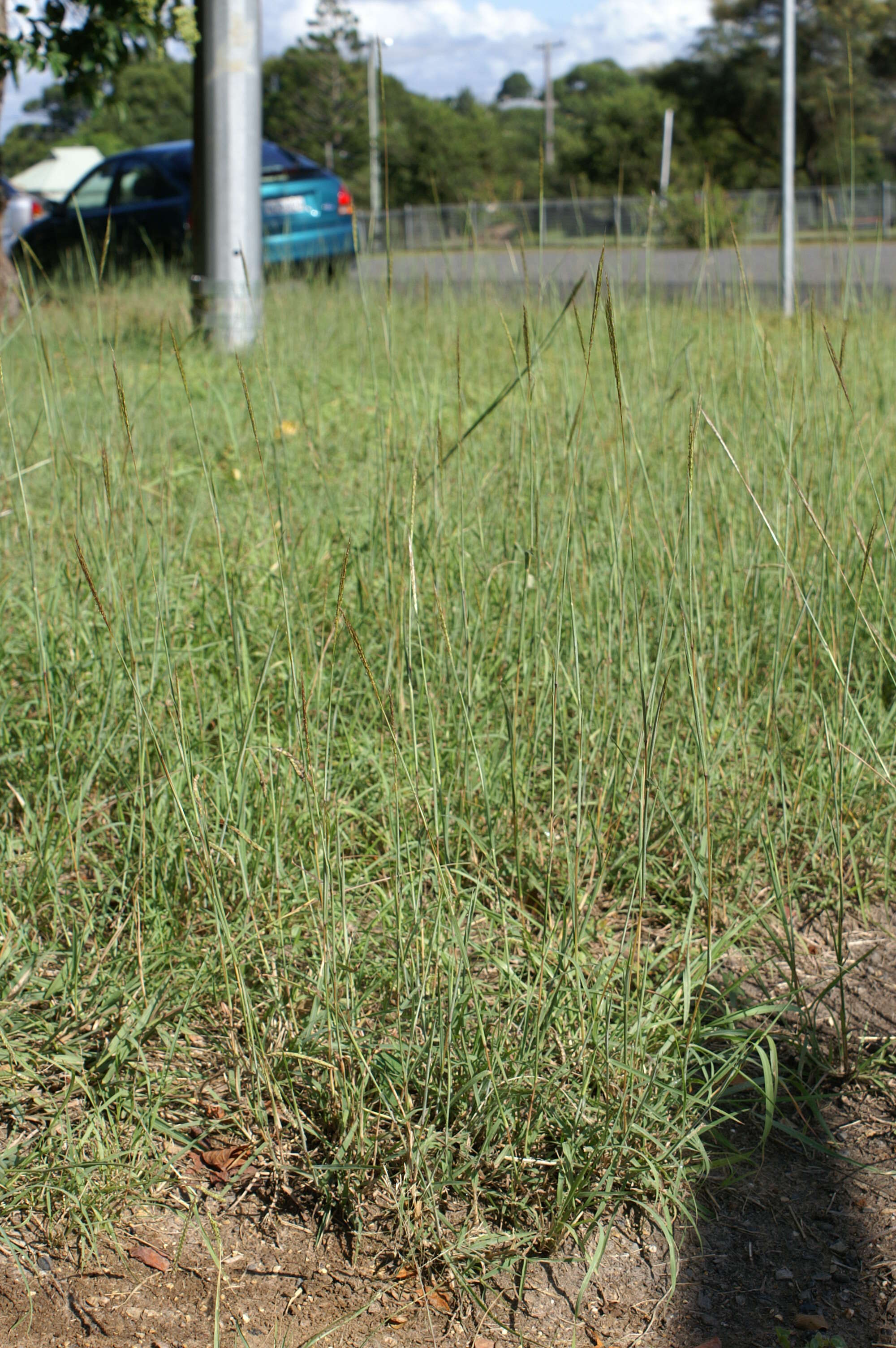 صورة Bothriochloa macra (Steud.) S. T. Blake