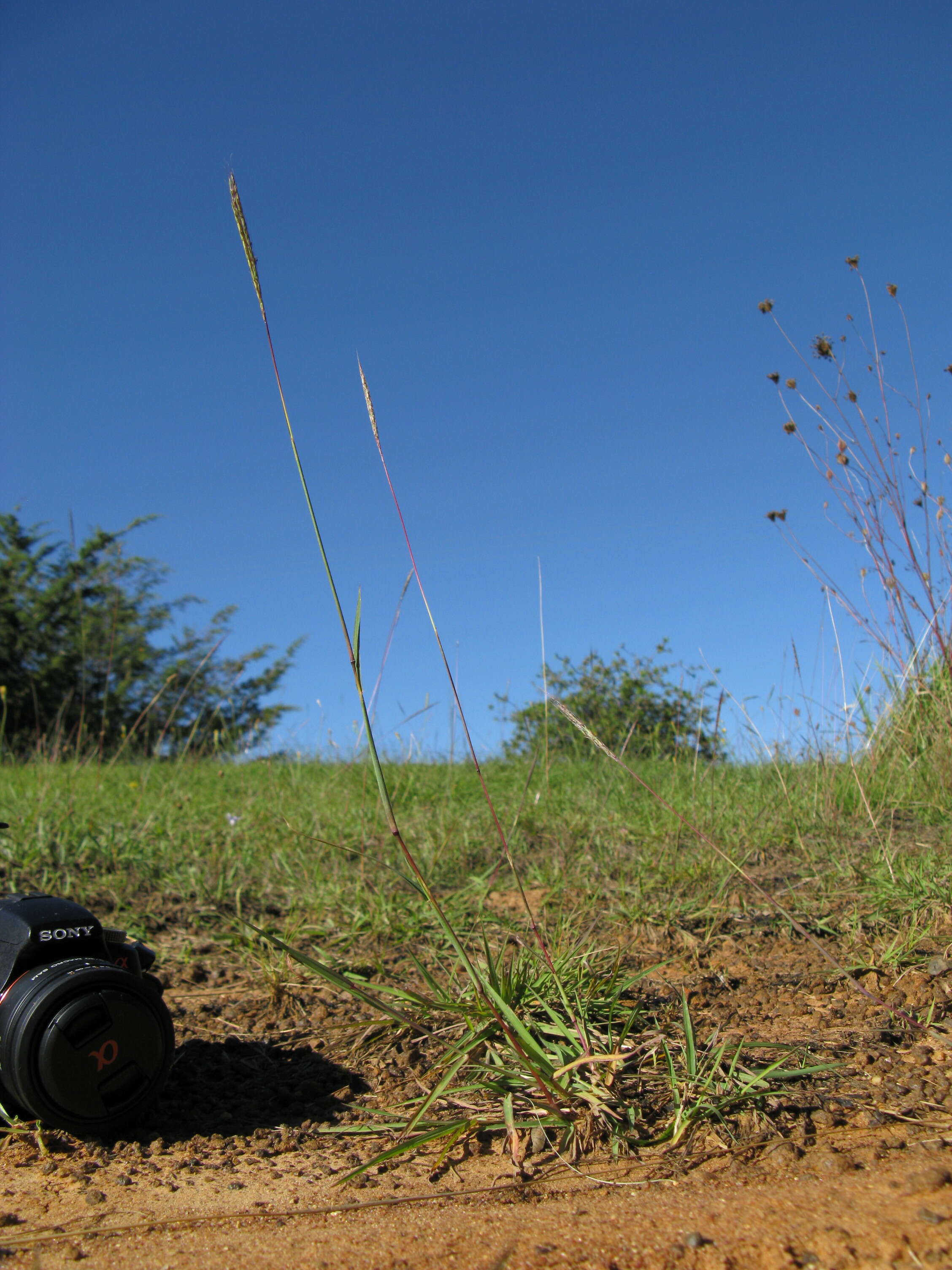 صورة Bothriochloa macra (Steud.) S. T. Blake