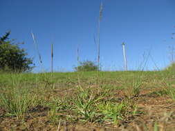 صورة Bothriochloa macra (Steud.) S. T. Blake