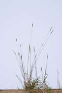 صورة Bothriochloa macra (Steud.) S. T. Blake