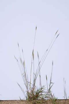 صورة Bothriochloa macra (Steud.) S. T. Blake