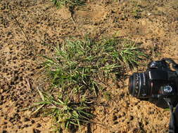 صورة Bothriochloa macra (Steud.) S. T. Blake