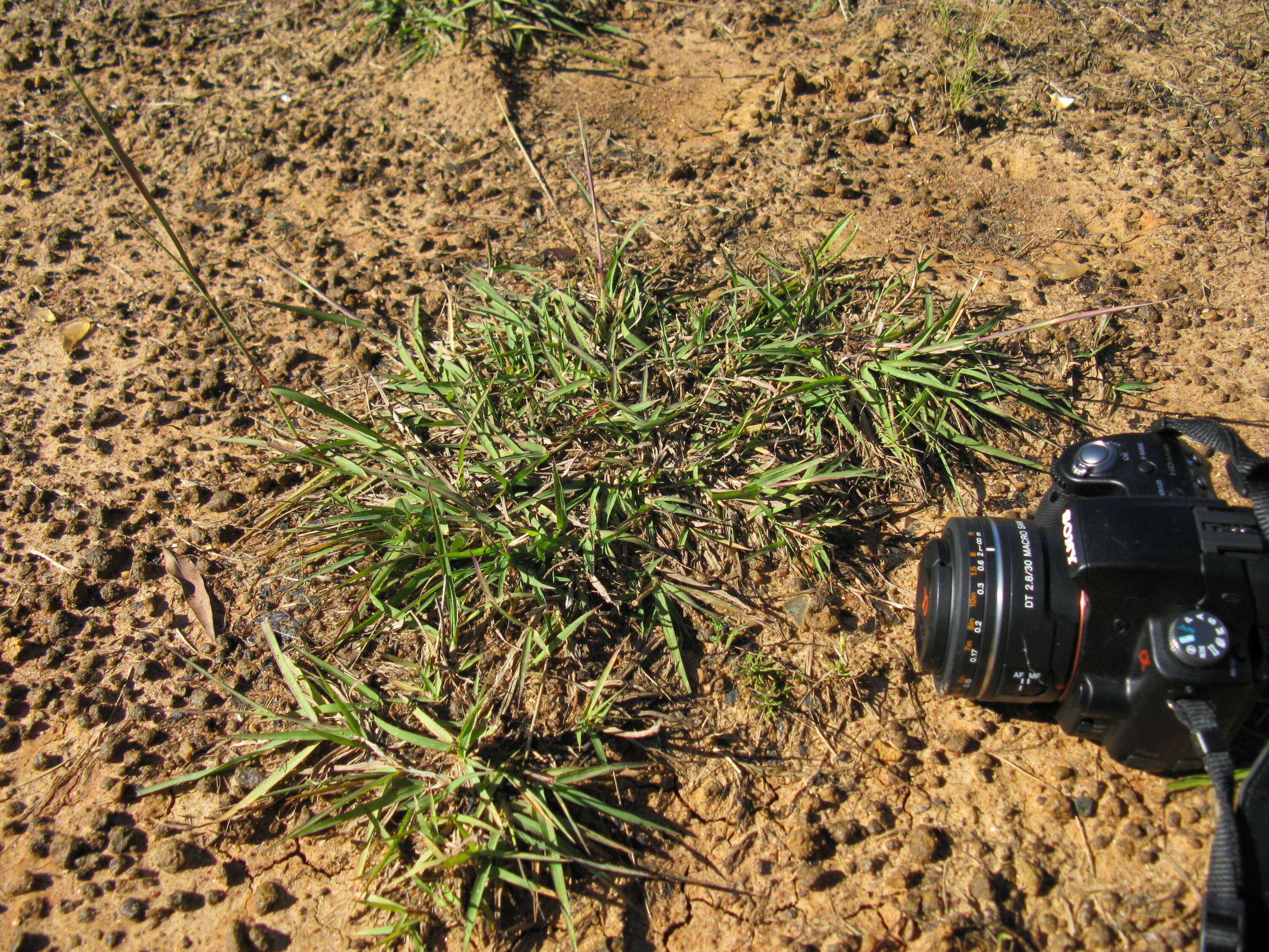 صورة Bothriochloa macra (Steud.) S. T. Blake