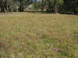 صورة Bothriochloa macra (Steud.) S. T. Blake