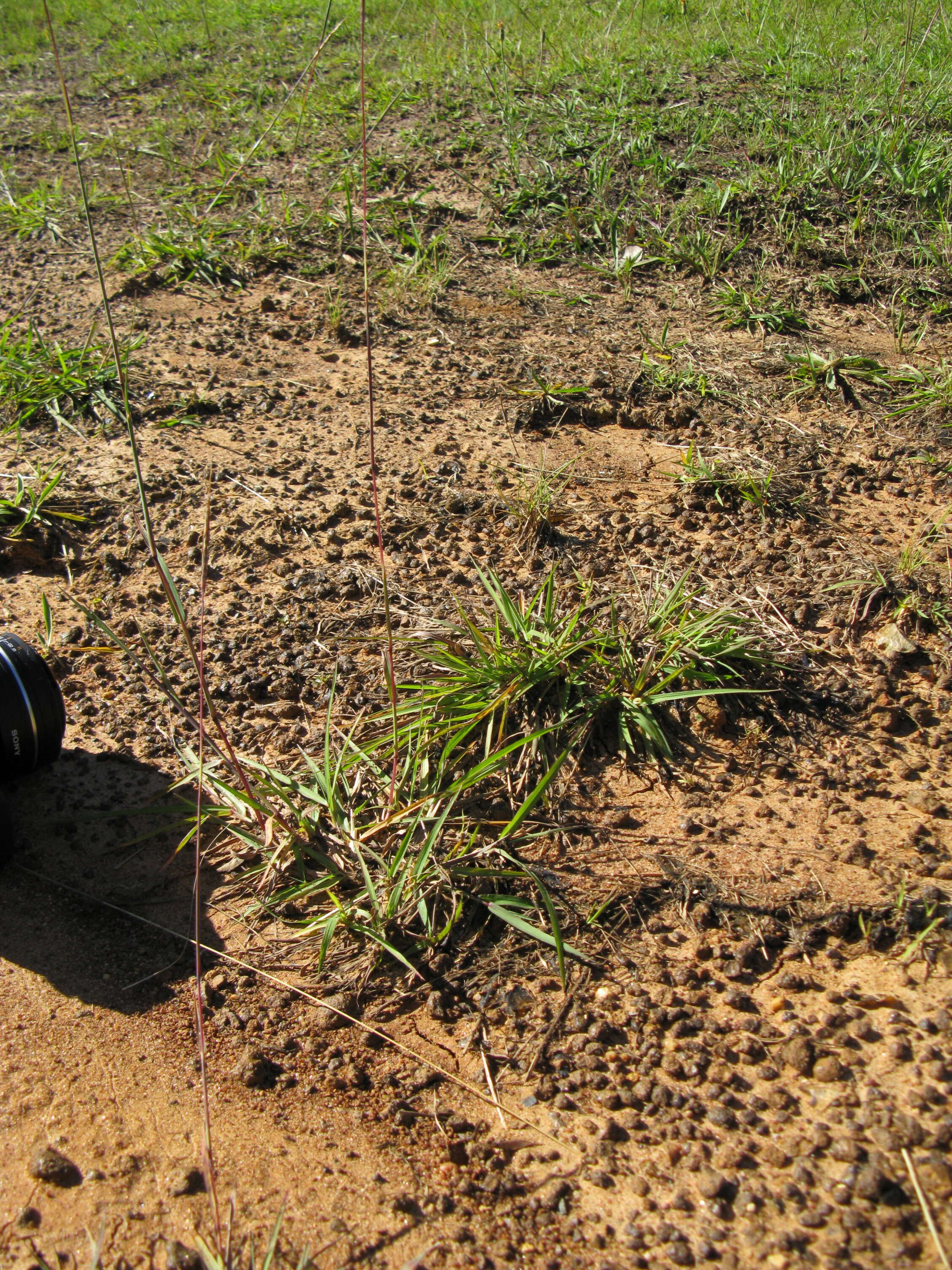 صورة Bothriochloa macra (Steud.) S. T. Blake