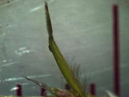 صورة Bothriochloa macra (Steud.) S. T. Blake