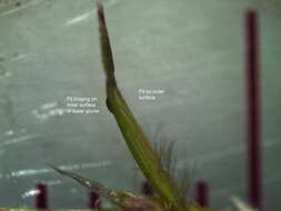 صورة Bothriochloa macra (Steud.) S. T. Blake