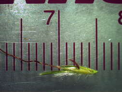 صورة Bothriochloa macra (Steud.) S. T. Blake