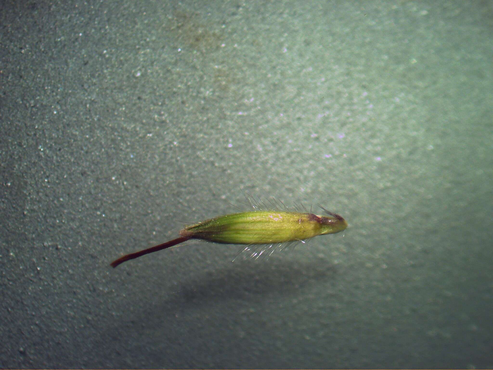 صورة Bothriochloa macra (Steud.) S. T. Blake