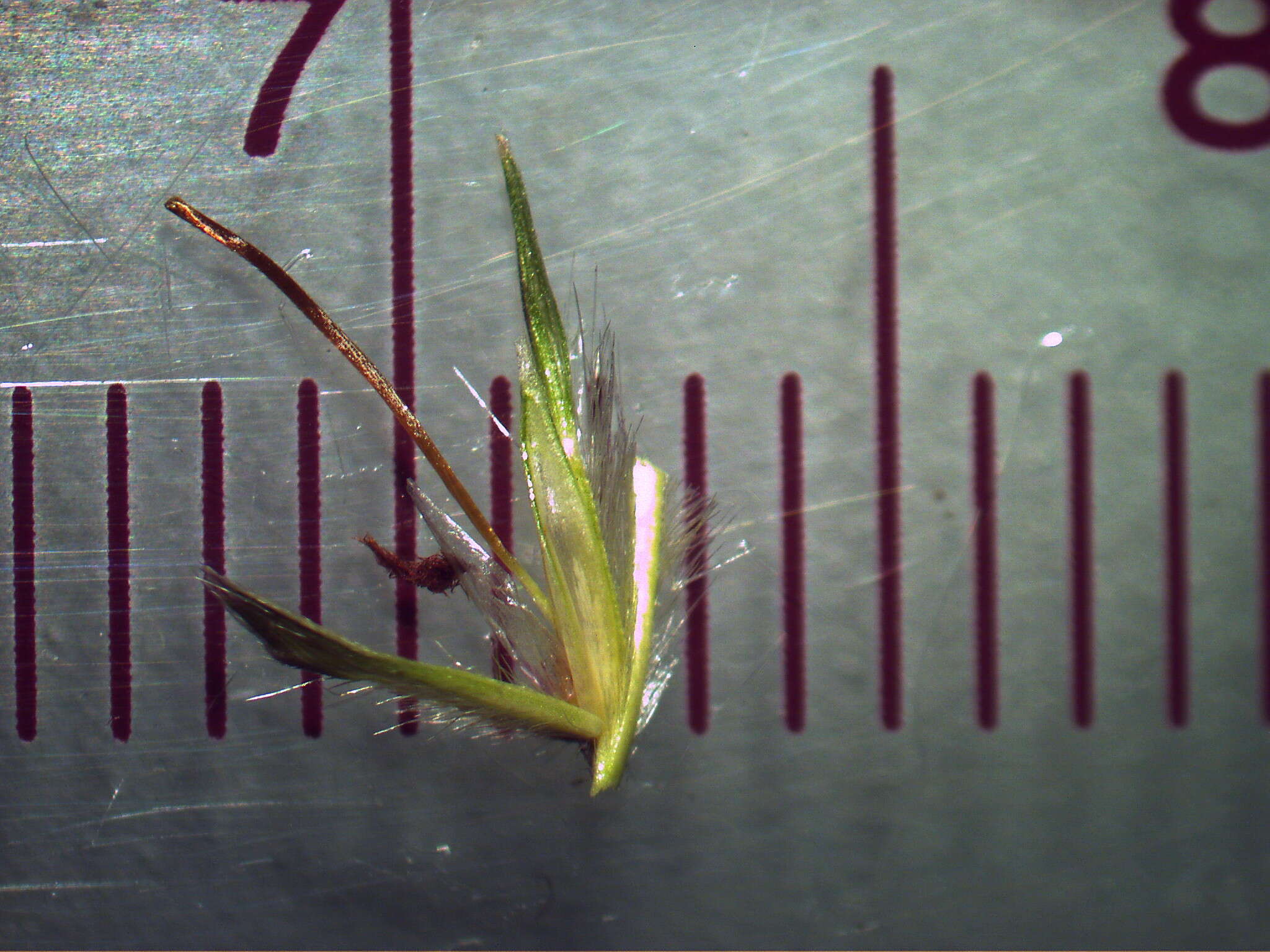 صورة Bothriochloa macra (Steud.) S. T. Blake